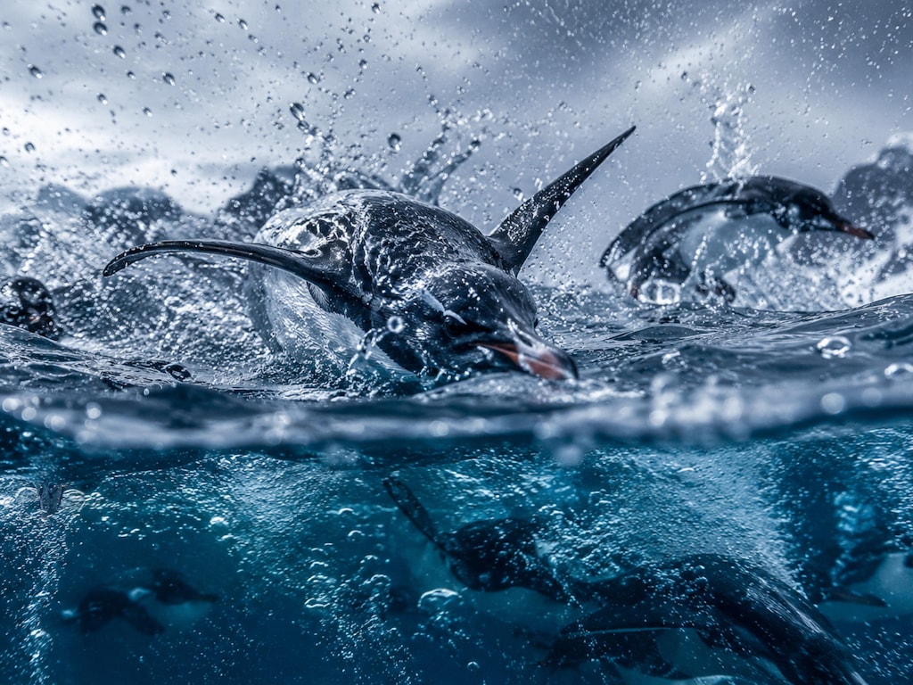 ペンギンの冒険