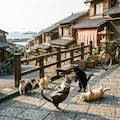 尾道へ野良猫に会いに来た猫 6枚目