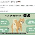 柴犬だわん(＾ω＾) 2枚目