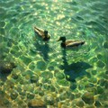 Ducks in green water 2枚目