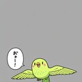 空を飛ぶ喋るインコ 4枚目