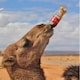 camel san