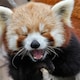 tails Nine