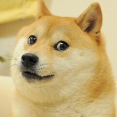 柴犬