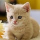 猫猫
