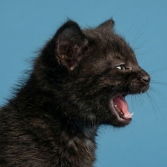 ディスパッチおじさん