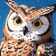 Strix8