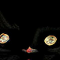 Fogey cat