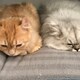 パイセン