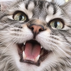 さばとら