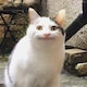 めろ