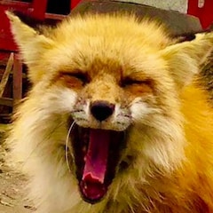 🦊カテリ〜ニャ紫楽樹🦊