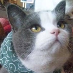 泥棒ネコ