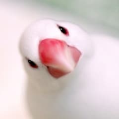 鳥の目