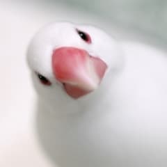 鳥目