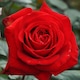 ?La Vie en rose?