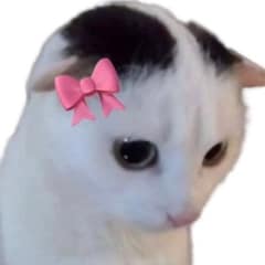メル酢