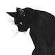 黒猫将校
