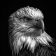 hawk