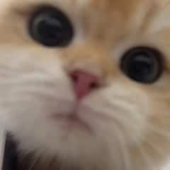 子猫はどこですか